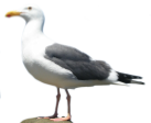 gull